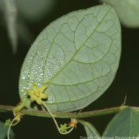 Phyllanthus quadrangularis Willd.